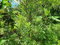 First image of Leas Flat, St. Andrew in Kingston 19, St. Andrew, Jamaica - property is For Sale