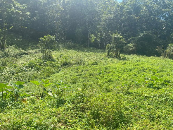 Third image of Lot 4 Part of Water House Wedge in RED HILLS SQUARE, St. Andrew, Jamaica - property is For Sale
