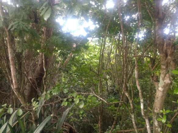 First image of Lot 4-lot 4 Swain Spring Road, Maverl in Red Hills, St. Andrew, Jamaica - property is For Sale