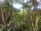 First image of Lot 4-lot 4 Swain Spring Road, Maverl in Red Hills, St. Andrew, Jamaica - property is For Sale