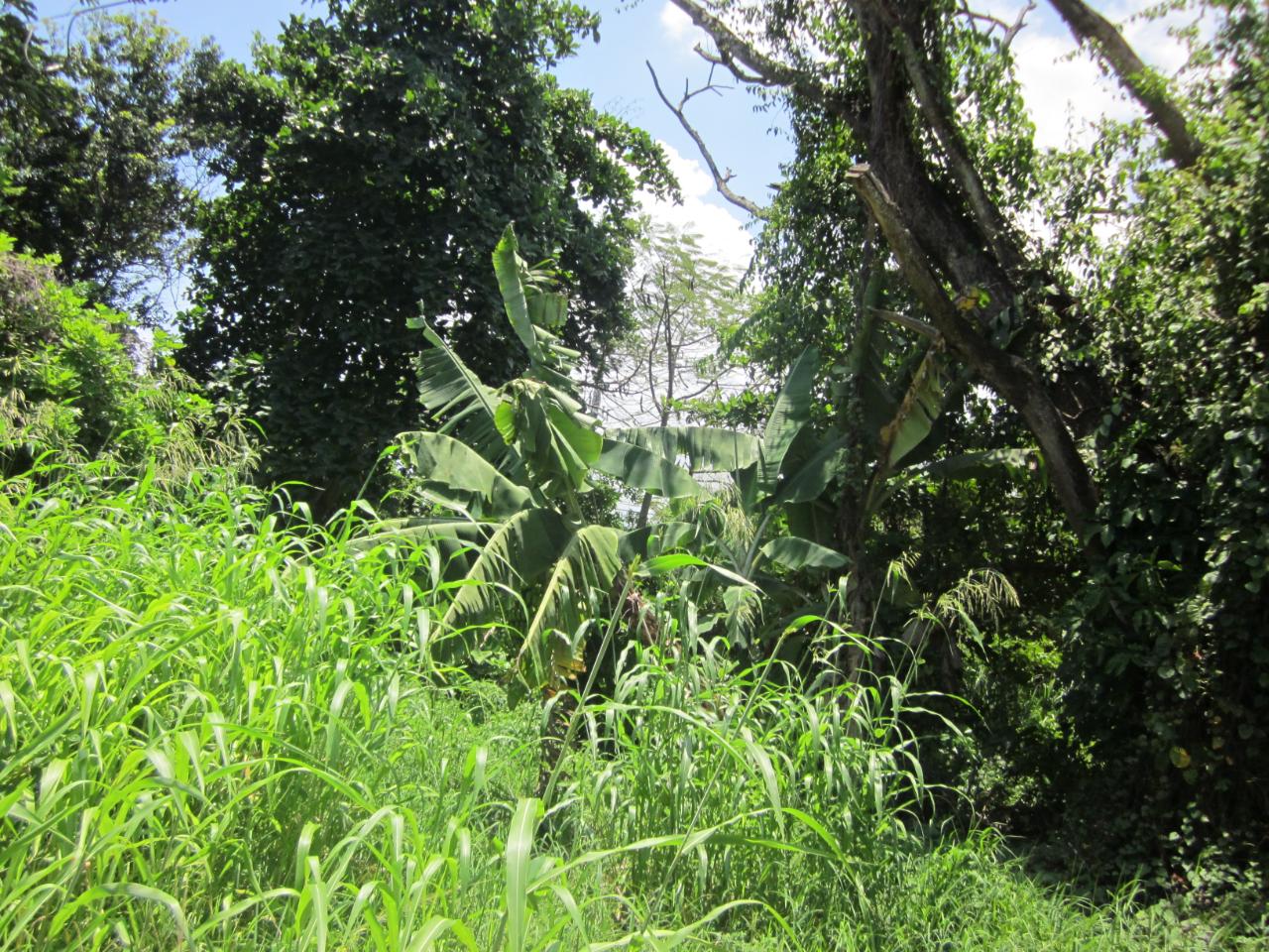 Twelfth image of Lot 9 Llandovery, St. Ann in Discovery Bay, St. Ann, Jamaica - property is For Sale