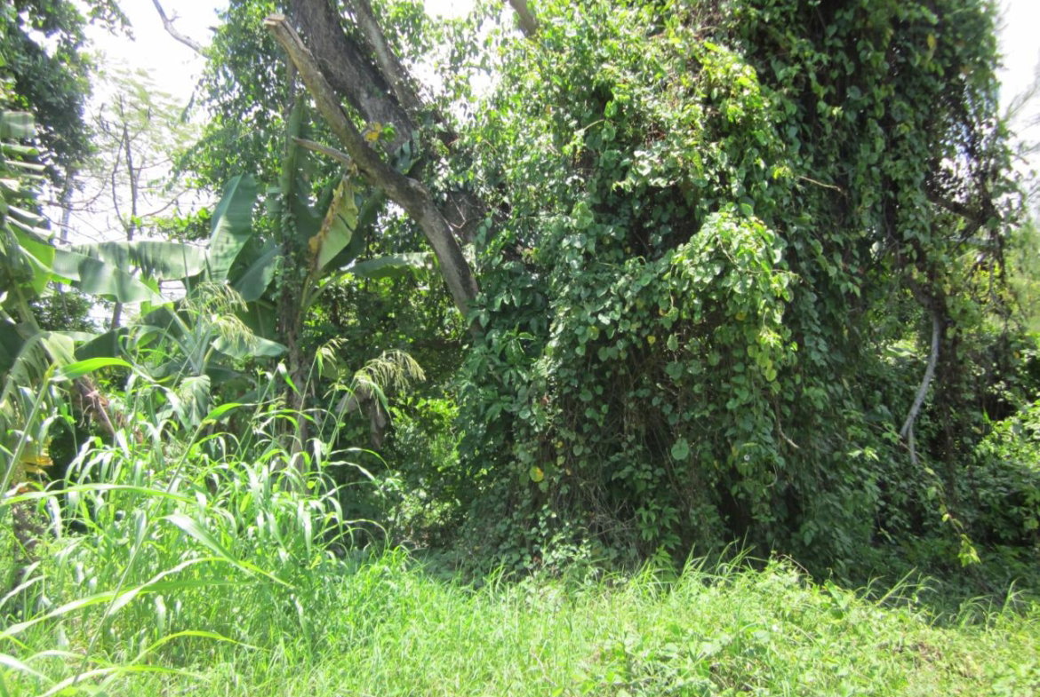 Thirteenth image of Lot 9 Llandovery, St. Ann in Discovery Bay, St. Ann, Jamaica - property is For Sale