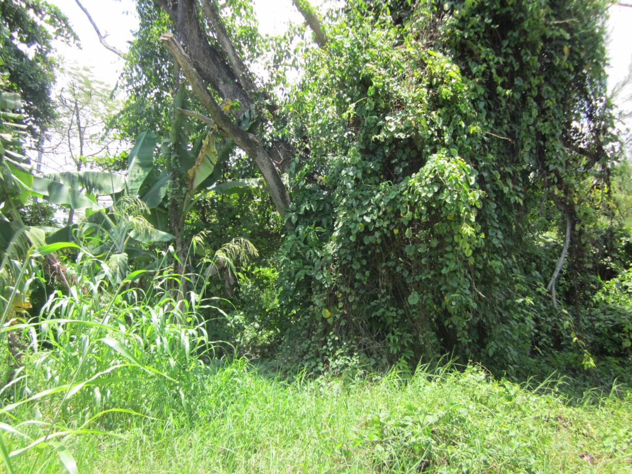 Thirteenth image of Lot 9 Llandovery, St. Ann in Discovery Bay, St. Ann, Jamaica - property is For Sale