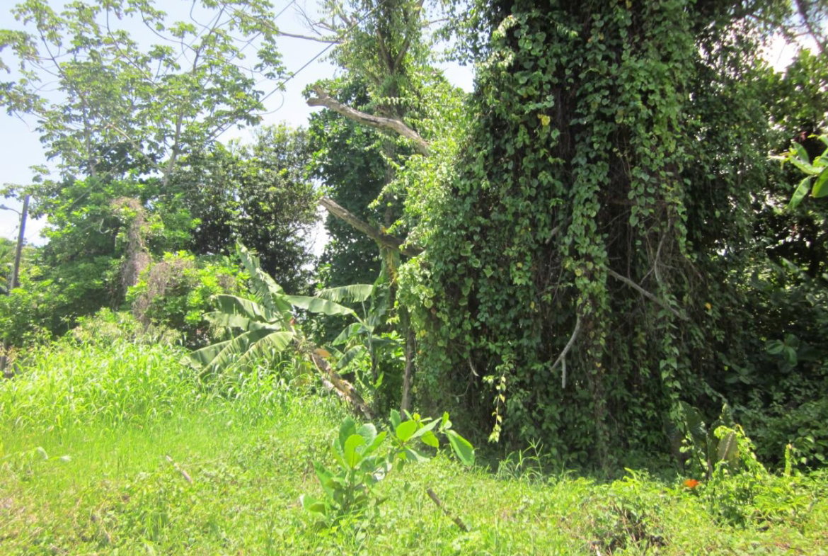 Fourteenth image of Lot 9 Llandovery, St. Ann in Discovery Bay, St. Ann, Jamaica - property is For Sale