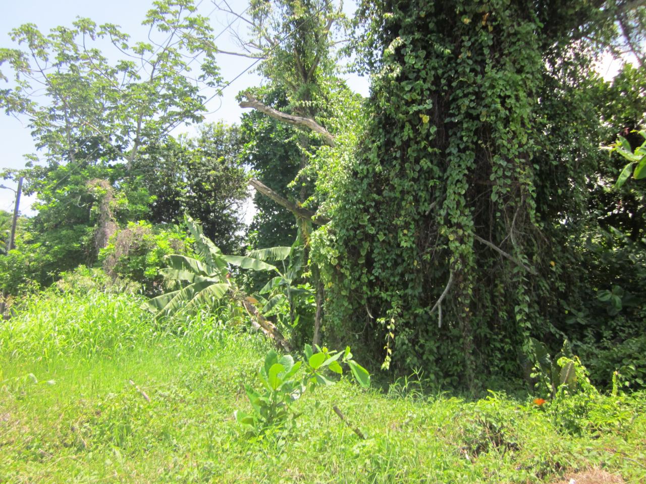 Fourteenth image of Lot 9 Llandovery, St. Ann in Discovery Bay, St. Ann, Jamaica - property is For Sale