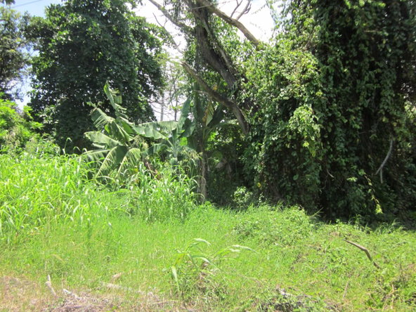 Sixteenth image of Lot 9 Llandovery, St. Ann in Discovery Bay, St. Ann, Jamaica - property is For Sale