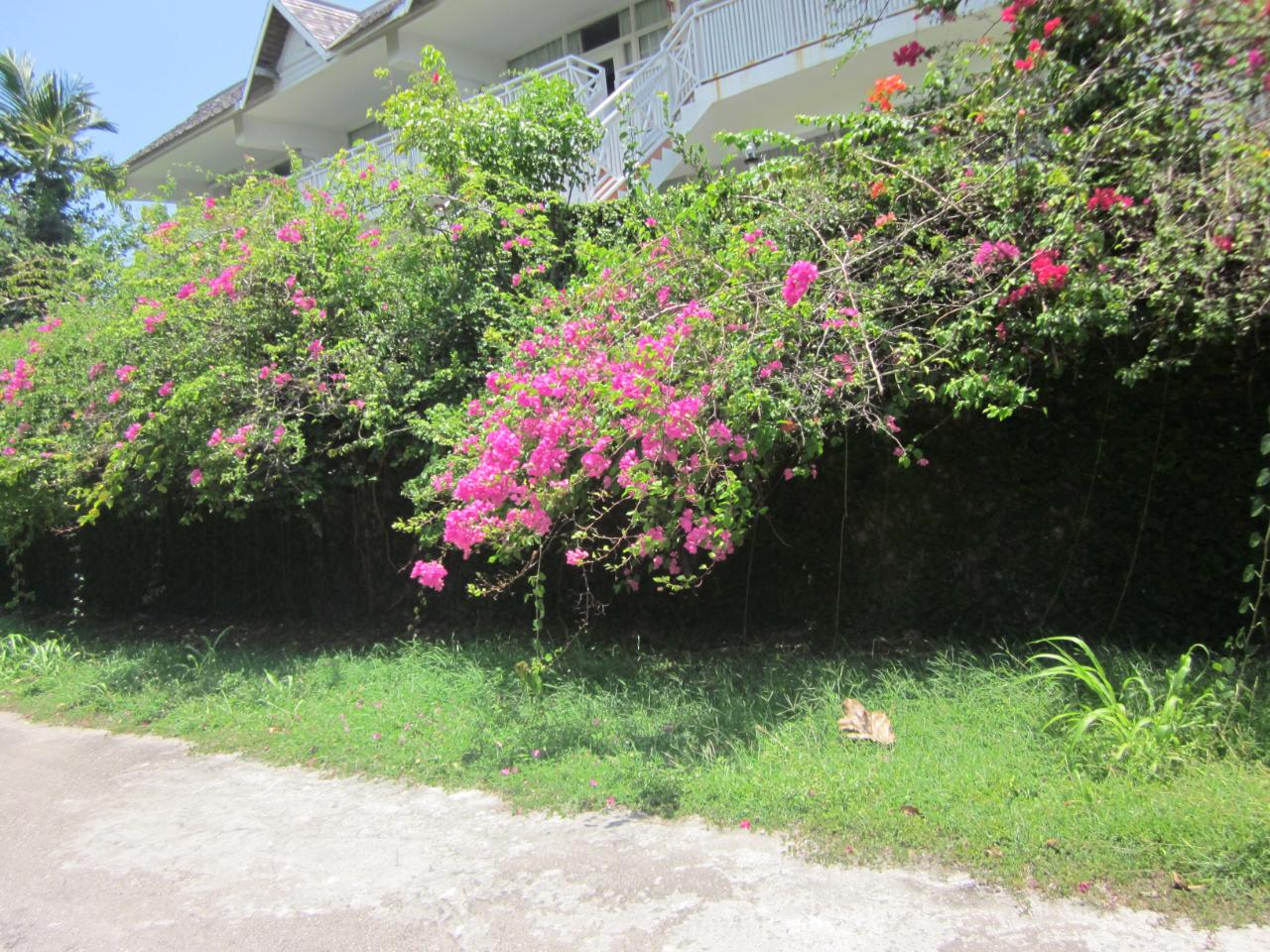 Twenty-Second image of Lot 9 Llandovery, St. Ann in Discovery Bay, St. Ann, Jamaica - property is For Sale