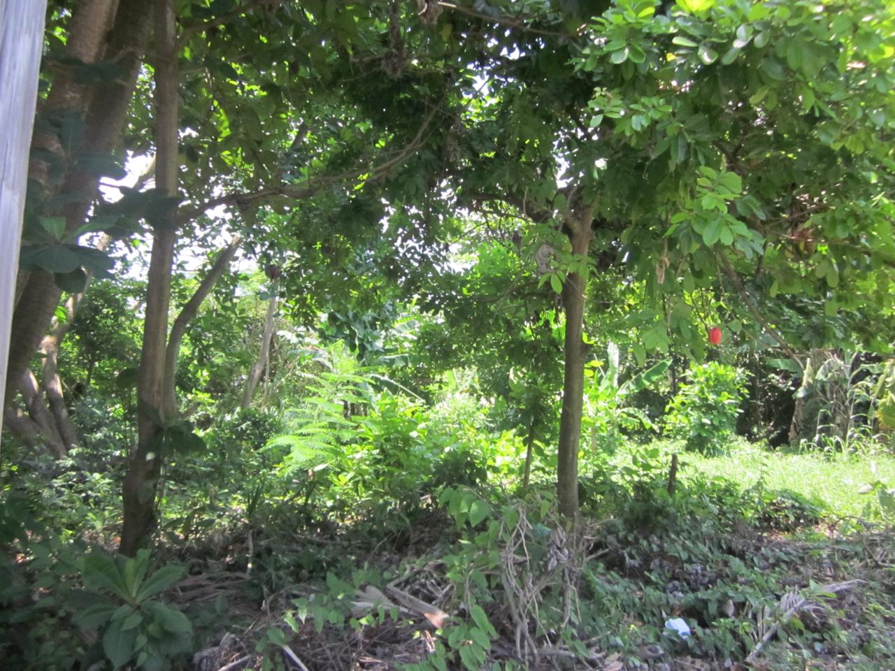 Twenty-Third image of Lot 9 Llandovery, St. Ann in Discovery Bay, St. Ann, Jamaica - property is For Sale