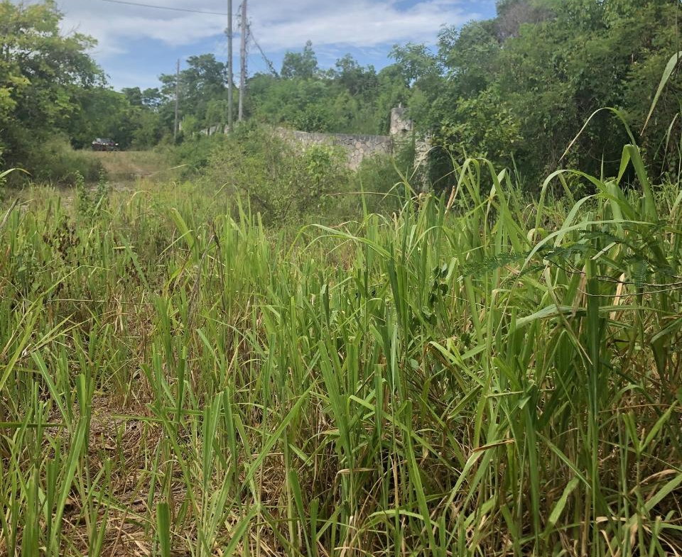 Eleventh image of 43 Breadnut Drive, Ocean Vie in Discovery Bay, St. Ann, Jamaica - property is For Sale