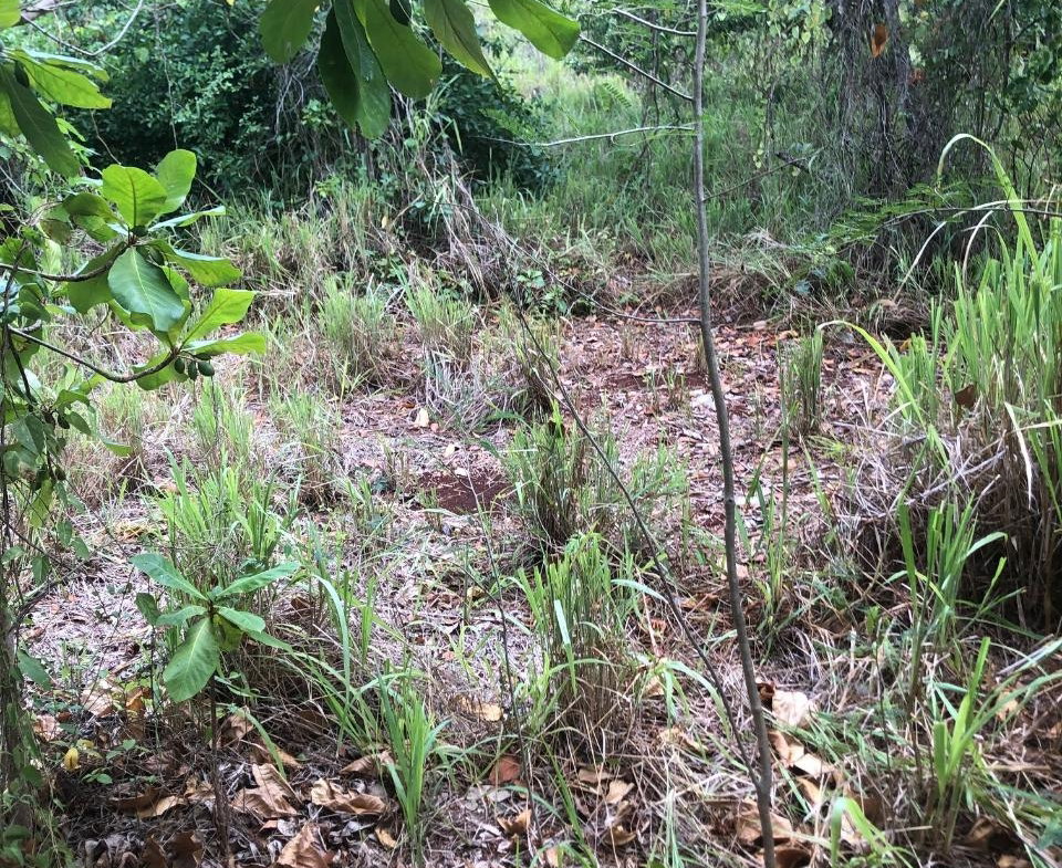 Thirteenth image of 43 Breadnut Drive, Ocean Vie in Discovery Bay, St. Ann, Jamaica - property is For Sale