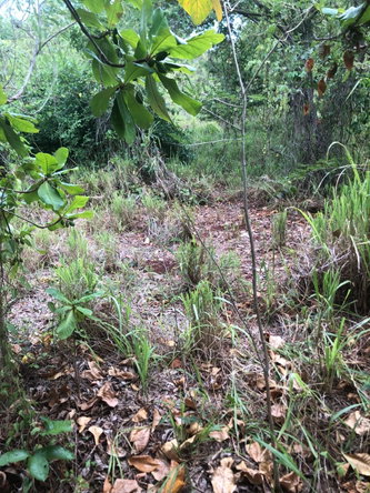 Eighteenth image of 43 Breadnut Drive, Ocean Vie in Discovery Bay, St. Ann, Jamaica - property is For Sale