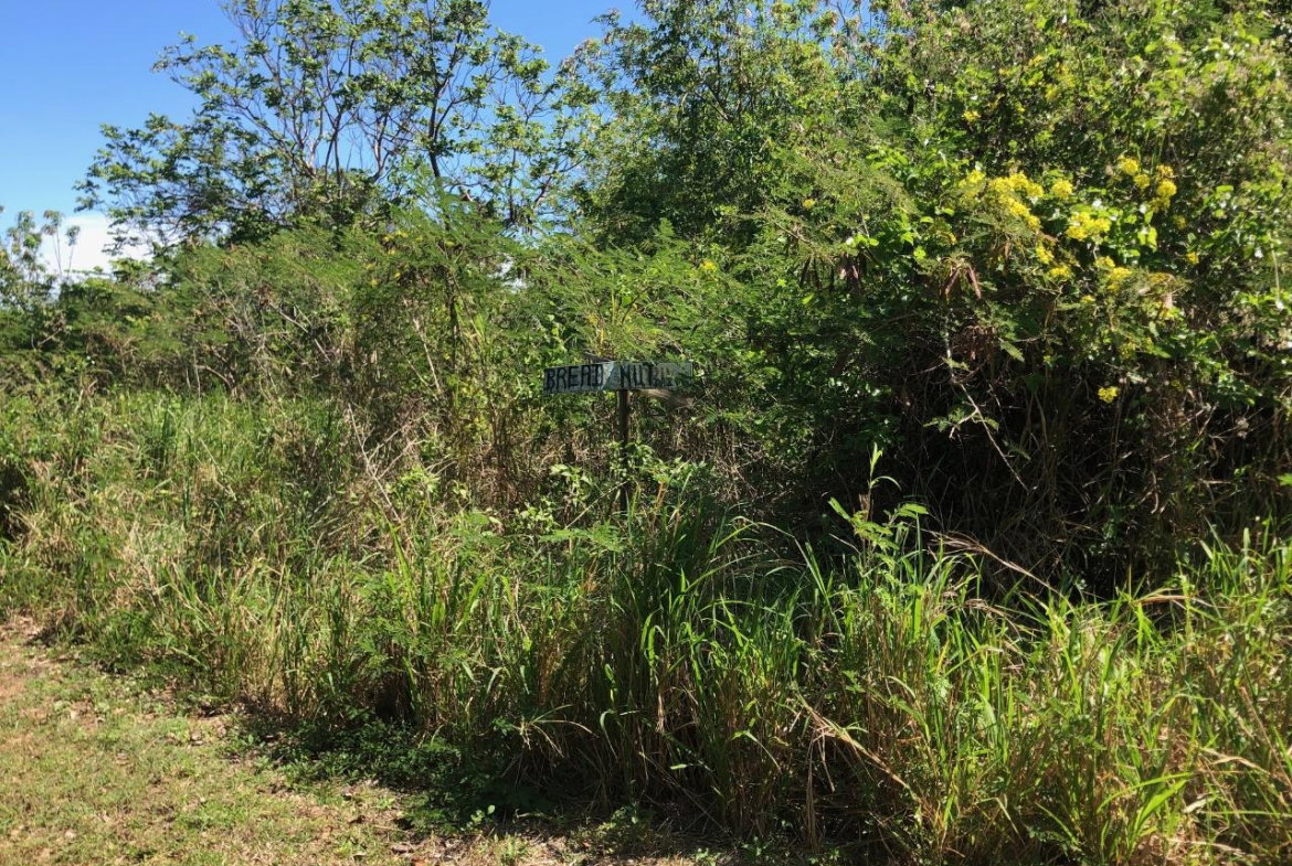 Eighth image of 43 Breadnut Drive, Ocean Vie in Discovery Bay, St. Ann, Jamaica - property is For Sale