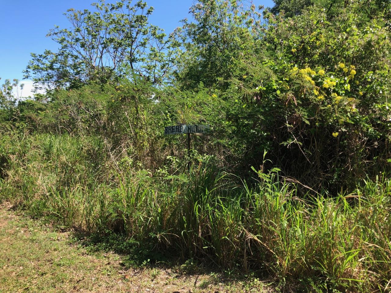 Ninth image of 43 Breadnut Drive, Ocean Vie in Discovery Bay, St. Ann, Jamaica - property is For Sale