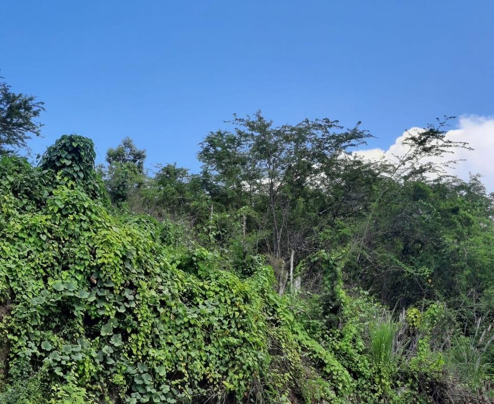 Sixth image of 80 Hortense Brown Close in Irwin, St. James, Jamaica - property is For Sale