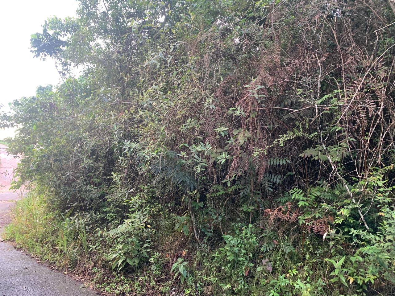 Seventh image of 3 Coopers Hill, Red Hills in Red Hills, St. Andrew, Jamaica - property is For Sale