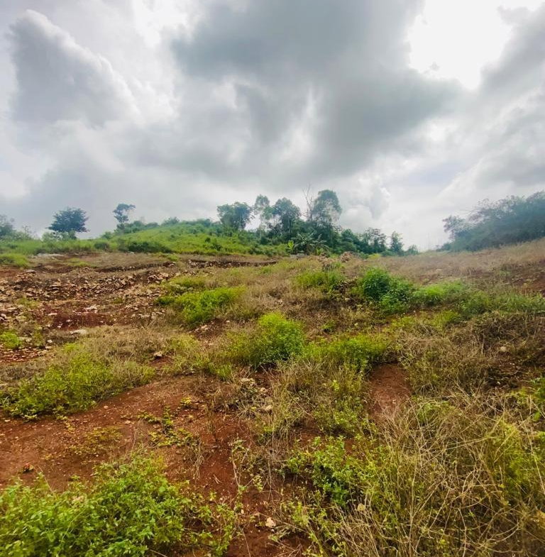 Fifth image of Lot 74 Part of Wilson Pen in Cross Keys, Manchester, Jamaica - property is For Sale