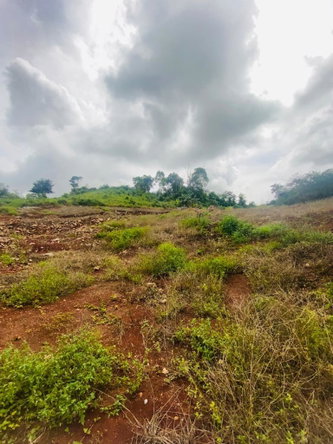 Fifth image of Lot 74 Part of Wilson Pen in Cross Keys, Manchester, Jamaica - property is For Sale
