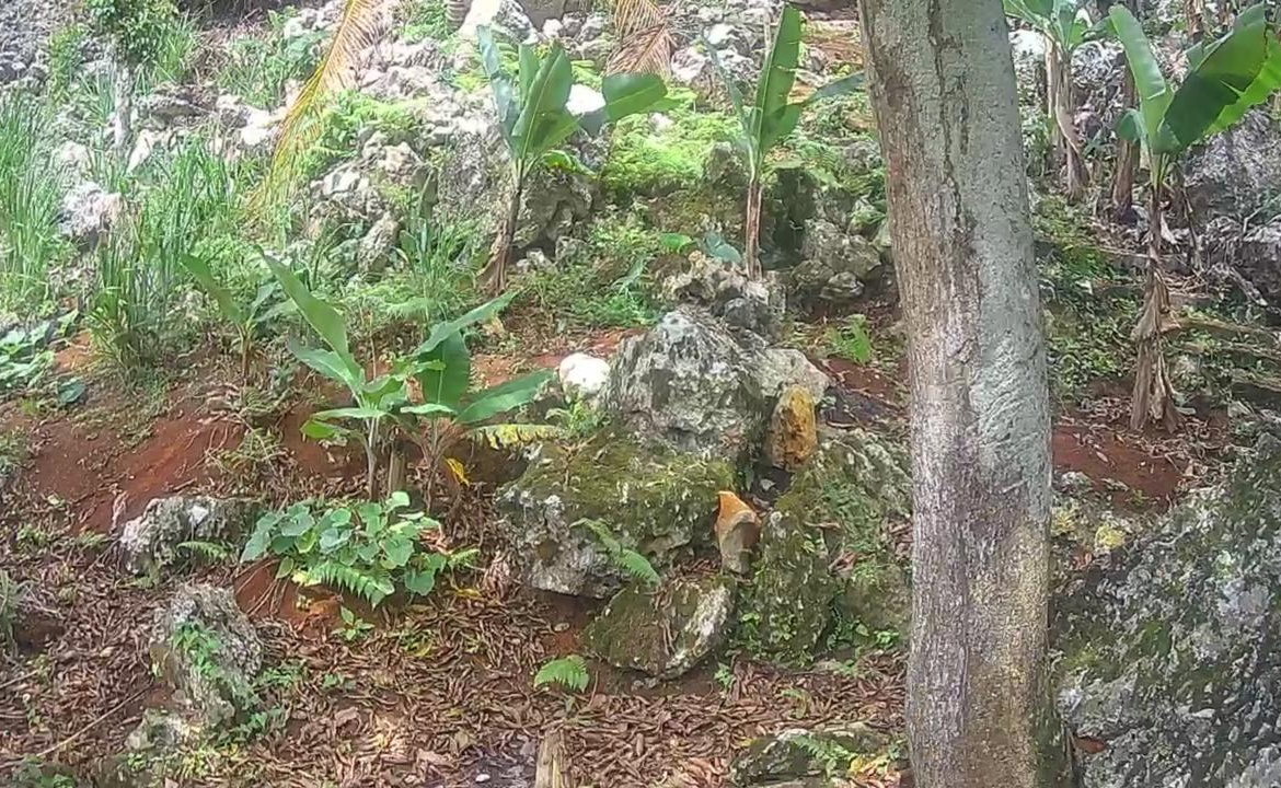 Fourteenth image of Lot 2-8 East Coopers Hill Heights in Coopers Hill, St. Andrew, Jamaica - property is For Sale