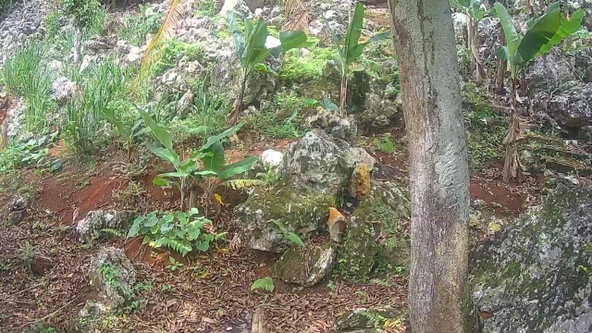 Fourteenth image of Lot 2-8 East Coopers Hill Heights in Coopers Hill, St. Andrew, Jamaica - property is For Sale
