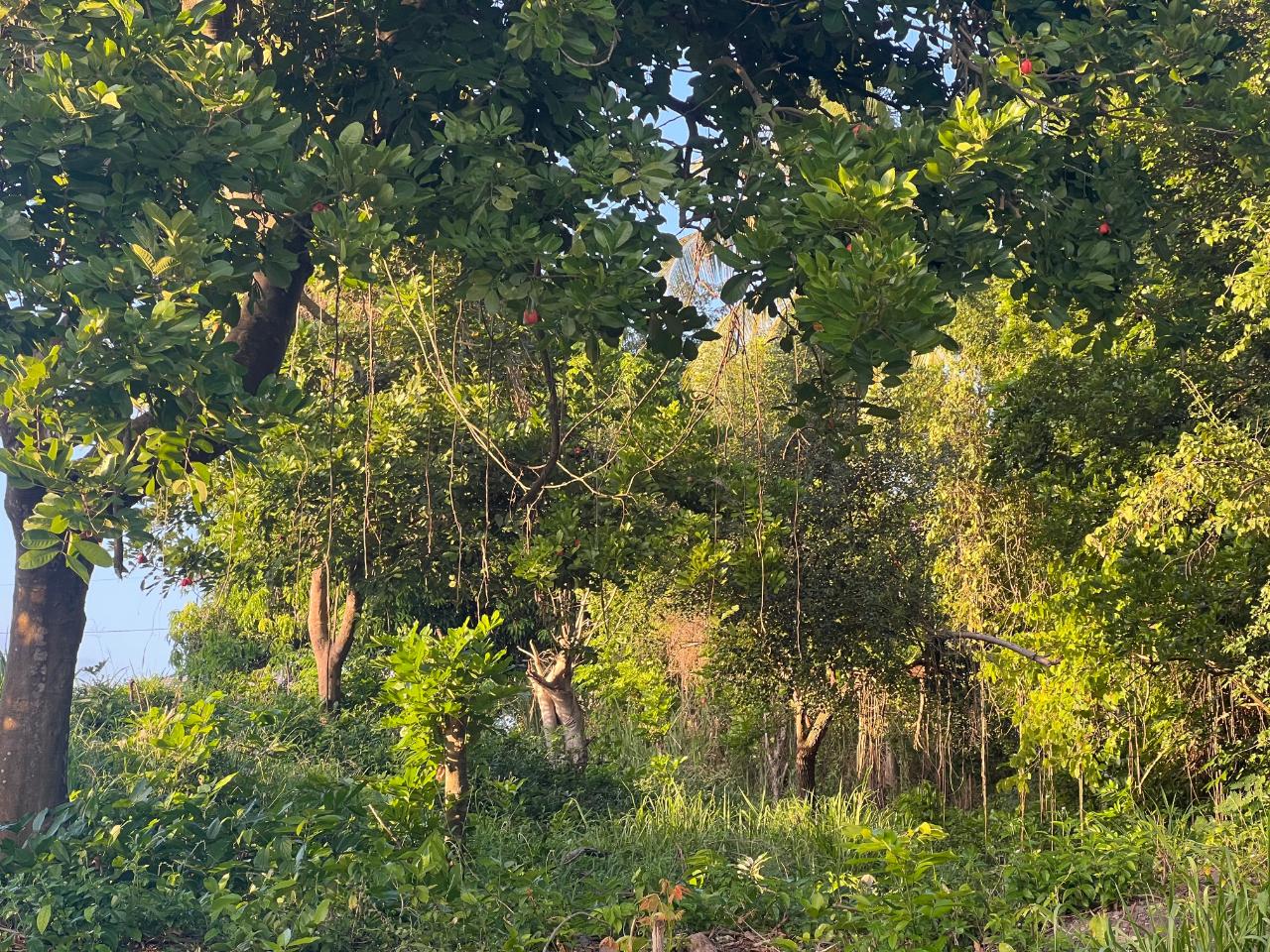 Fourth image of Lot 50 Sevens Plantation in May Pen, Clarendon, Jamaica - property is For Sale