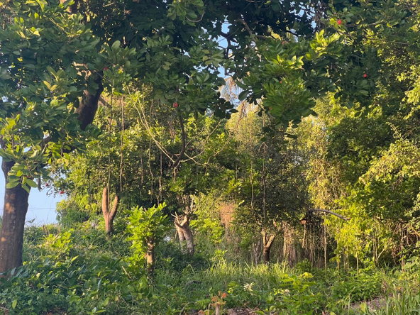 Fourth image of Lot 50 Sevens Plantation in May Pen, Clarendon, Jamaica - property is For Sale