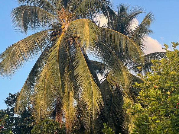 Seventh image of Lot 50 Sevens Plantation in May Pen, Clarendon, Jamaica - property is For Sale