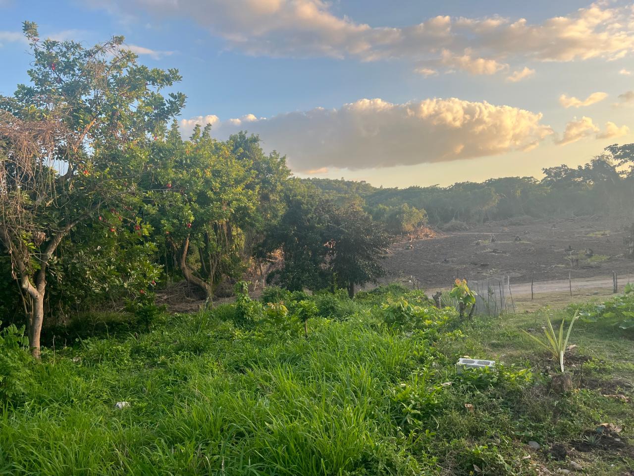 Ninth image of Lot 50 Sevens Plantation in May Pen, Clarendon, Jamaica - property is For Sale