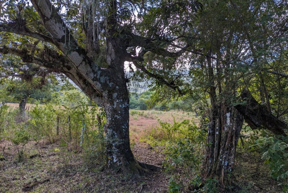 Third image of Evergreen Comfort, in Comfort, Manchester, Jamaica - property is For Sale