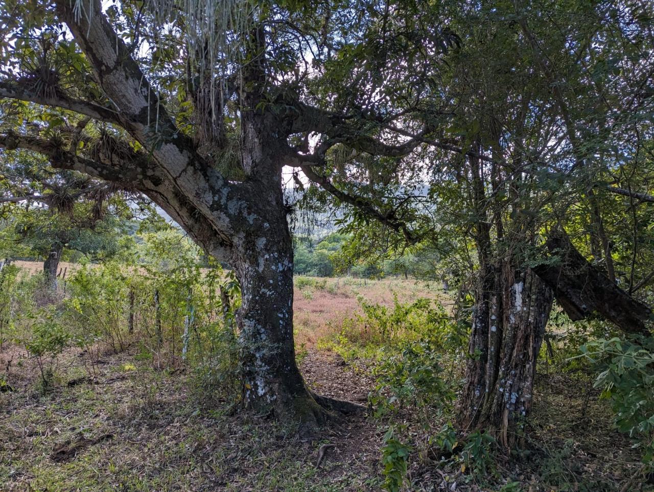 Third image of Evergreen Comfort, in Comfort, Manchester, Jamaica - property is For Sale