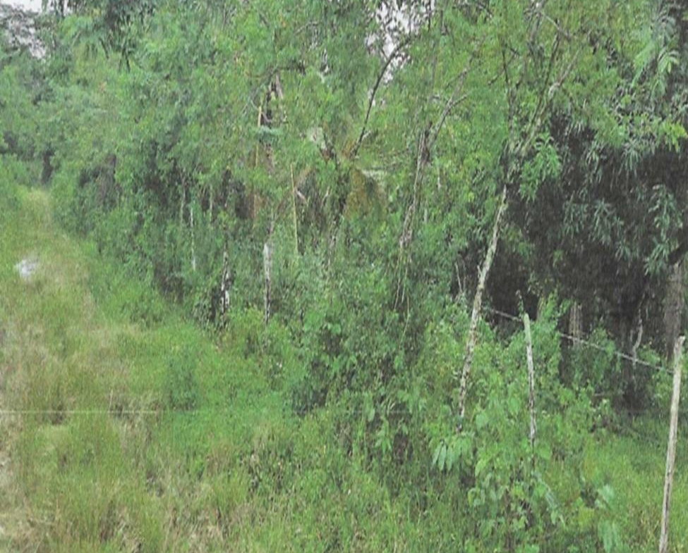 Third image of Land Part of Friendship in Friendship, Hanover, Jamaica - property is For Sale