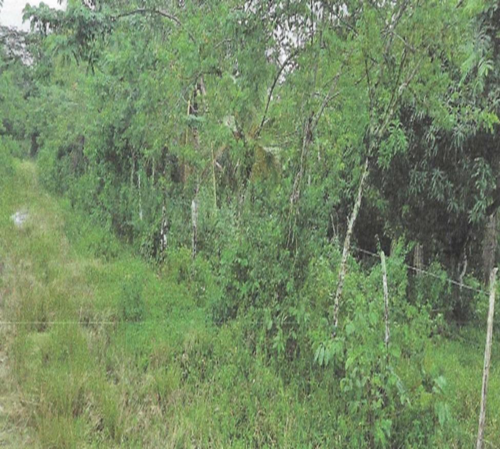 Third image of Land Part of Friendship in Friendship, Hanover, Jamaica - property is For Sale