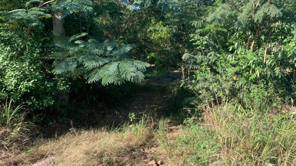 Seventh image of Rosewell in Rosewell, Clarendon, Jamaica - property is For Sale