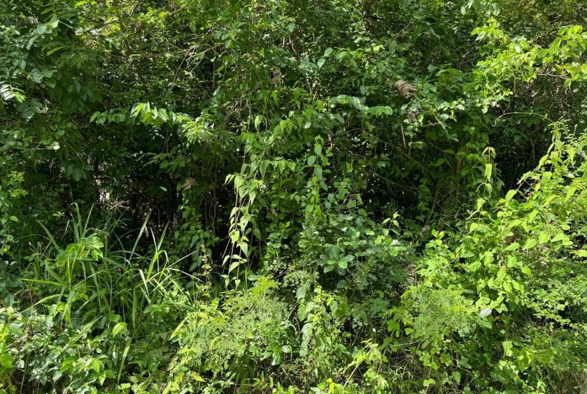 Twelfth image of Lot # 20 st Jago Drive, st Cathe in Spanish Town, St. Catherine, Jamaica - property is For Sale
