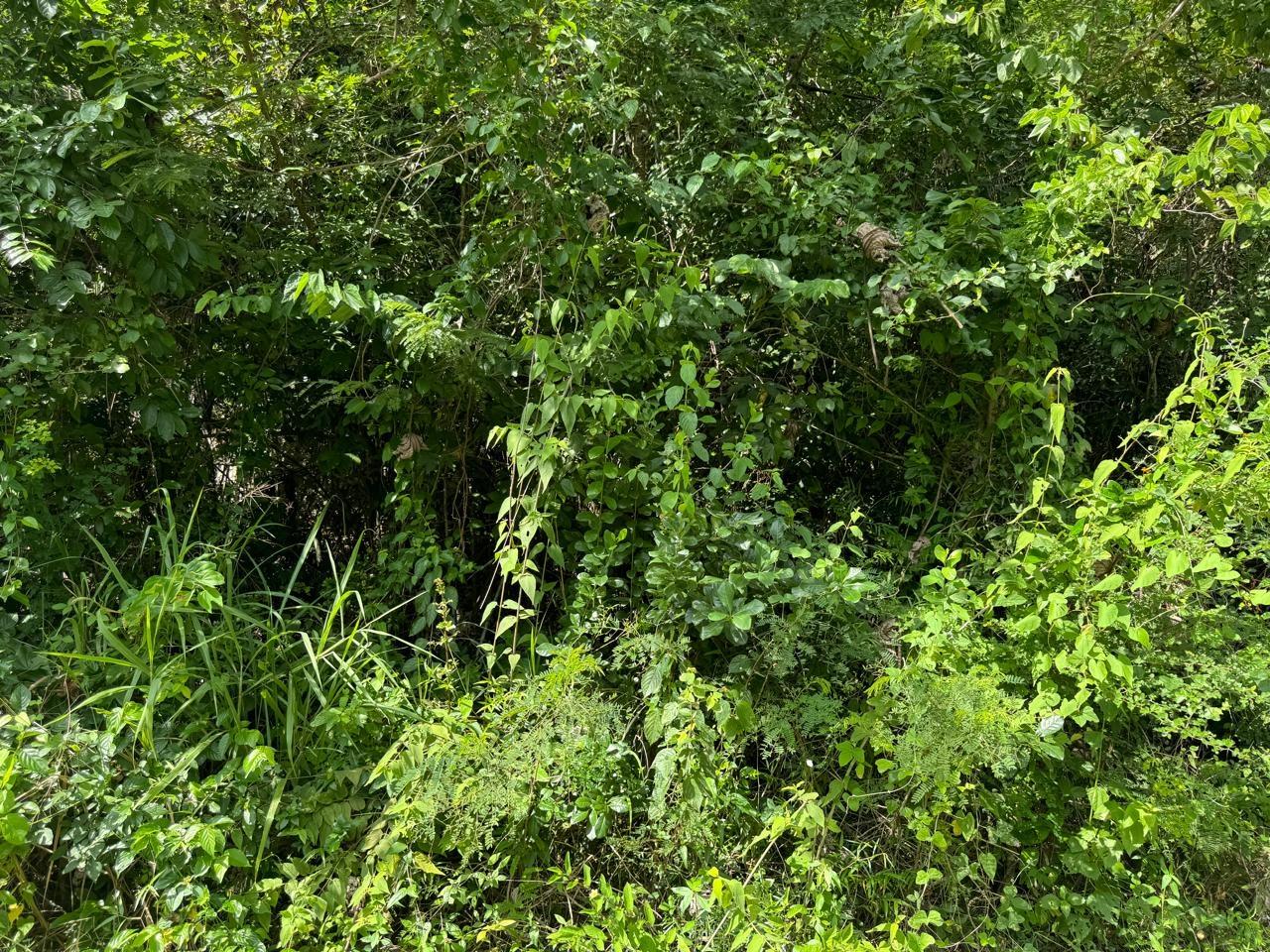 Twelfth image of Lot # 20 st Jago Drive, st Cathe in Spanish Town, St. Catherine, Jamaica - property is For Sale