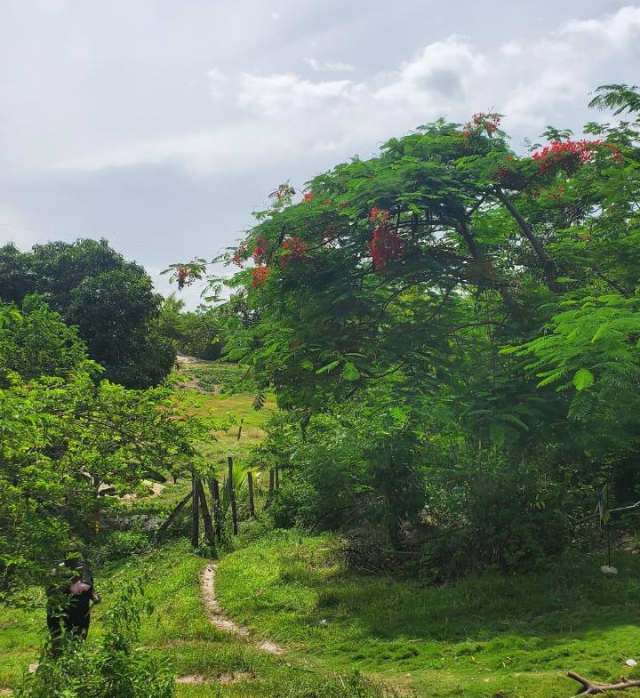 Fourth image of Lot-423 Culloden Phase 2, Whiteho in Culloden, Westmoreland, Jamaica - property is For Sale