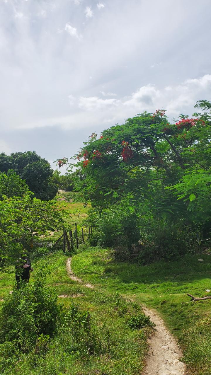 Fourth image of Lot-423 Culloden Phase 2, Whiteho in Culloden, Westmoreland, Jamaica - property is For Sale