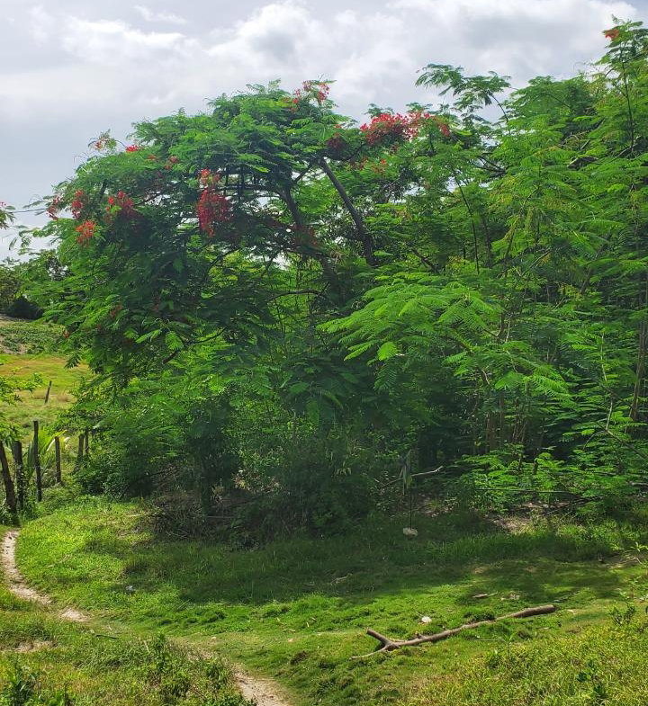 Sixth image of Lot-423 Culloden Phase 2, Whiteho in Culloden, Westmoreland, Jamaica - property is For Sale
