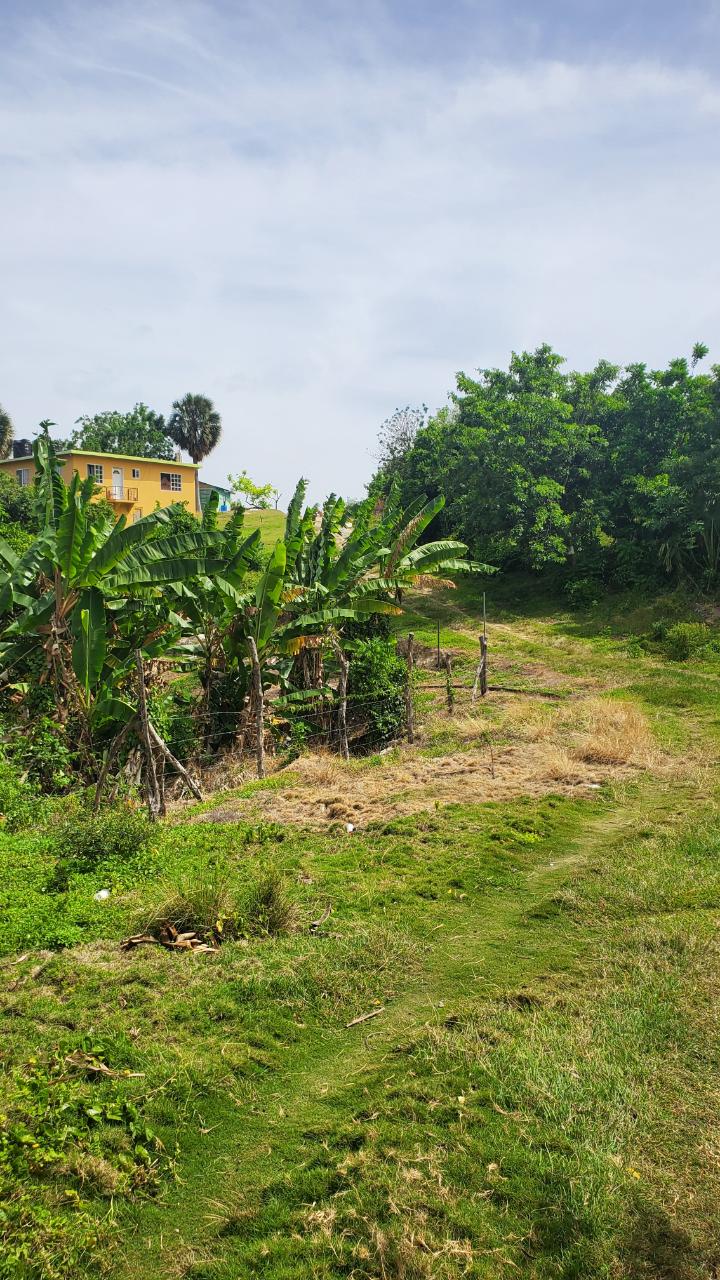 Ninth image of Lot-423 Culloden Phase 2, Whiteho in Culloden, Westmoreland, Jamaica - property is For Sale