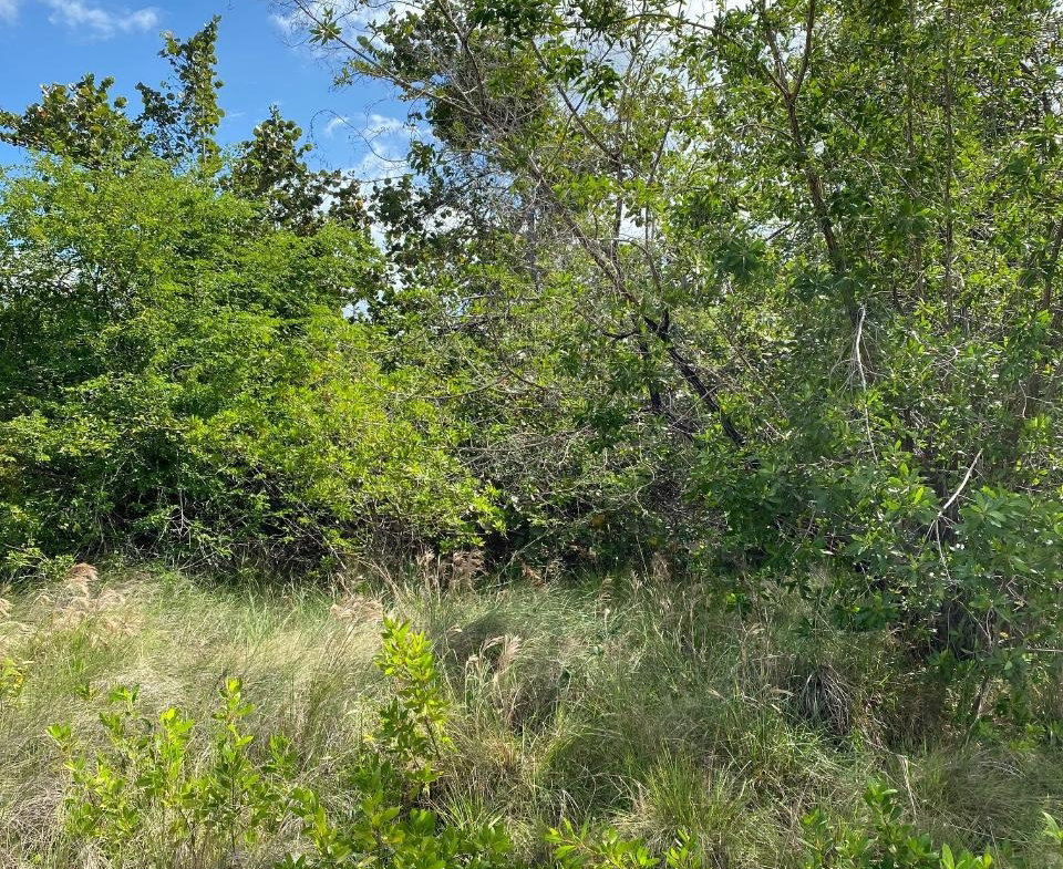 Fifth image of 119 Parotte Road in Parottee, St. Elizabeth, Jamaica - property is For Sale