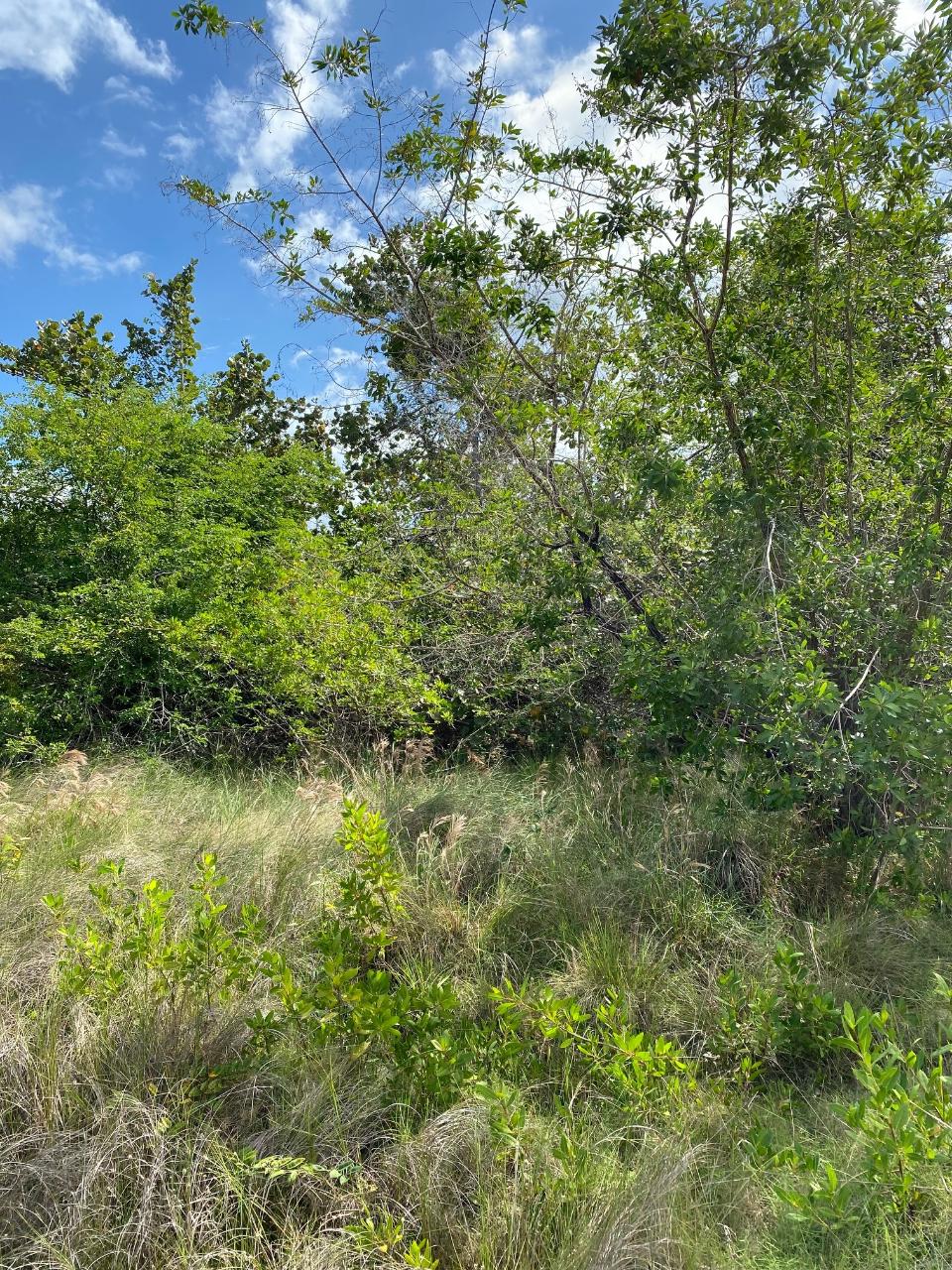 Fifth image of 119 Parotte Road in Parottee, St. Elizabeth, Jamaica - property is For Sale