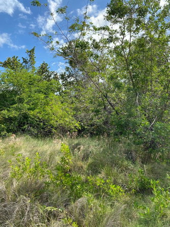Fifth image of 119 Parotte Road in Parottee, St. Elizabeth, Jamaica - property is For Sale