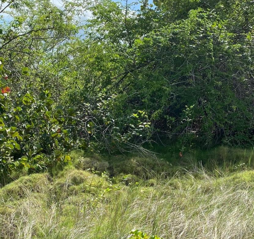 Sixth image of 119 Parotte Road in Parottee, St. Elizabeth, Jamaica - property is For Sale