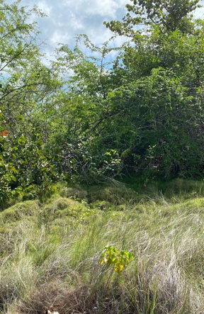 Sixth image of 119 Parotte Road in Parottee, St. Elizabeth, Jamaica - property is For Sale