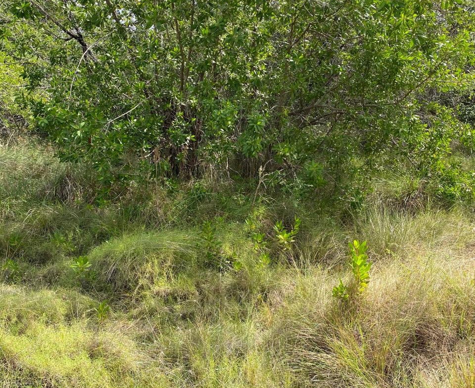First image of 119 Parotte Road in Parottee, St. Elizabeth, Jamaica - property is For Sale
