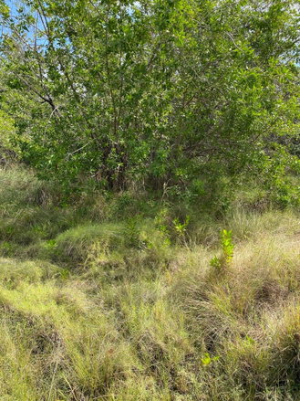 First image of 119 Parotte Road in Parottee, St. Elizabeth, Jamaica - property is For Sale