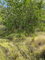 First image of 119 Parotte Road in Parottee, St. Elizabeth, Jamaica - property is For Sale