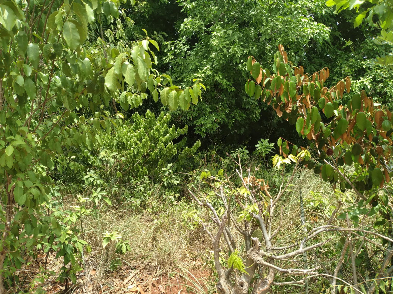 Second image of Bellevue , St. John's P.a in Bellevue, St. Catherine, Jamaica - property is For Sale