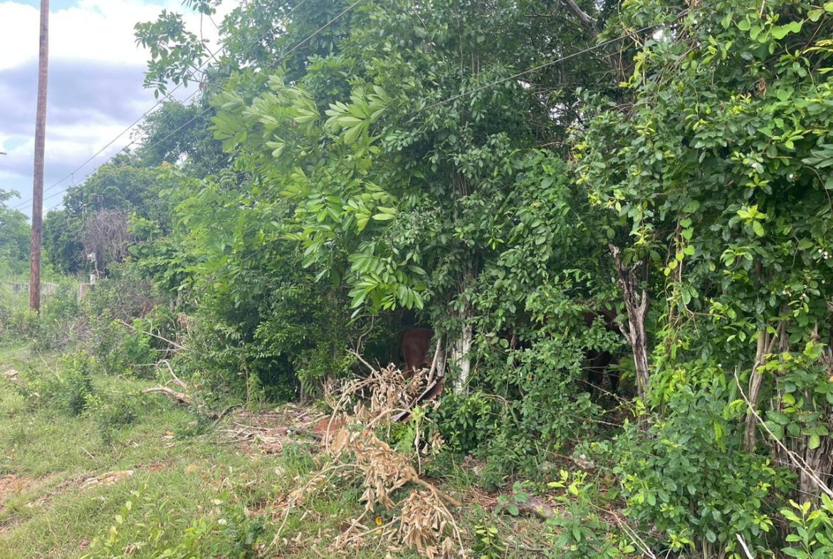 Fourteenth image of Bellevue , St. John's P.a in Bellevue, St. Catherine, Jamaica - property is For Sale