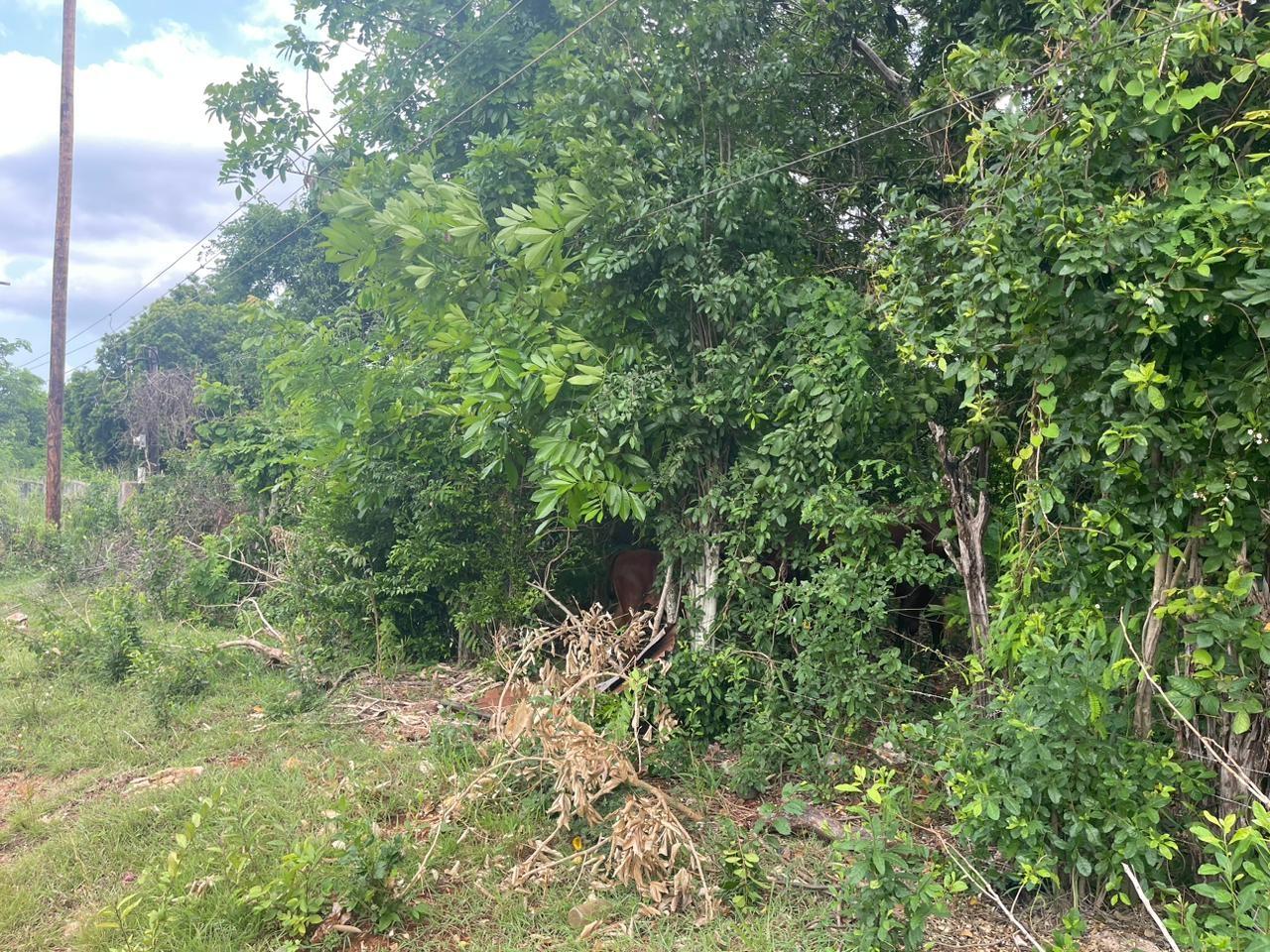 Fourteenth image of Bellevue , St. John's P.a in Bellevue, St. Catherine, Jamaica - property is For Sale