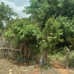 First image of Bellevue , St. John's P.a in Bellevue, St. Catherine, Jamaica - property is For Sale